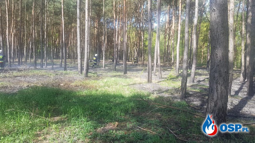 Pożar lasu w Ruszkowie Pierwszym! OSP Ochotnicza Straż Pożarna