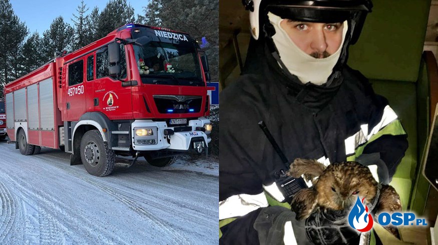 Nietypowa akcja strażaków. Ratowali sowę, która utknęła w kominie. OSP Ochotnicza Straż Pożarna
