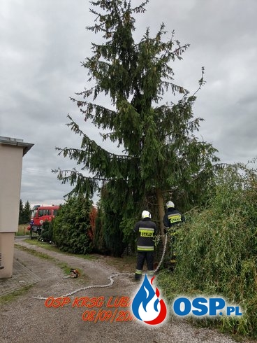 Pochylone drzewo OSP Ochotnicza Straż Pożarna