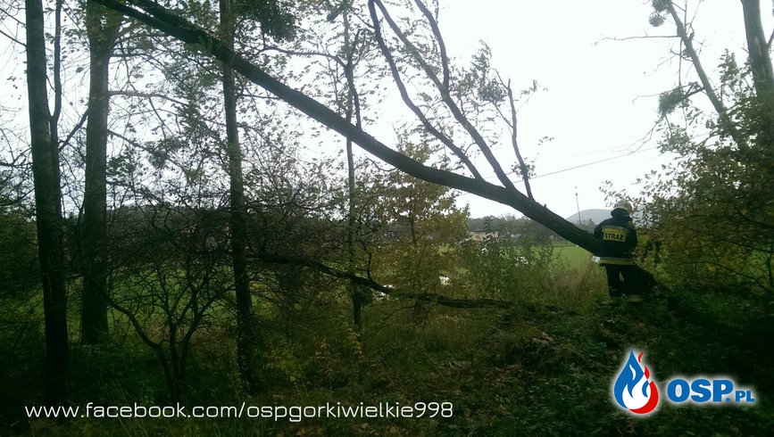 Uszkodzone drzewa OSP Ochotnicza Straż Pożarna