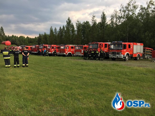 Pożar lasu obok Rudy Kozielskiej - wojewódzkie ćwiczenia Straży Pożarnej. OSP Ochotnicza Straż Pożarna