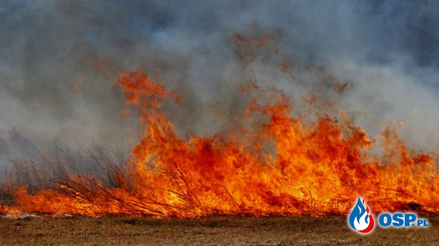 Pożar trawy w Radzyminie OSP Ochotnicza Straż Pożarna