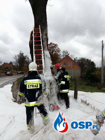 Pożar drzewa w Smykowie 2.11.2016 OSP Ochotnicza Straż Pożarna