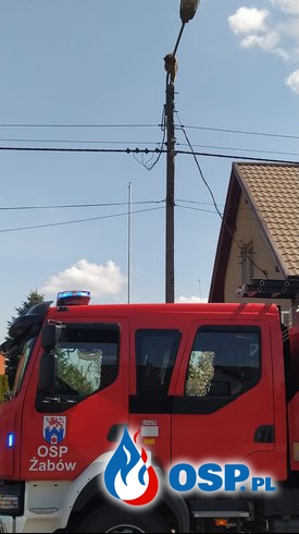 Strażacy ściągali szopa, który... zasnął na latarni OSP Ochotnicza Straż Pożarna