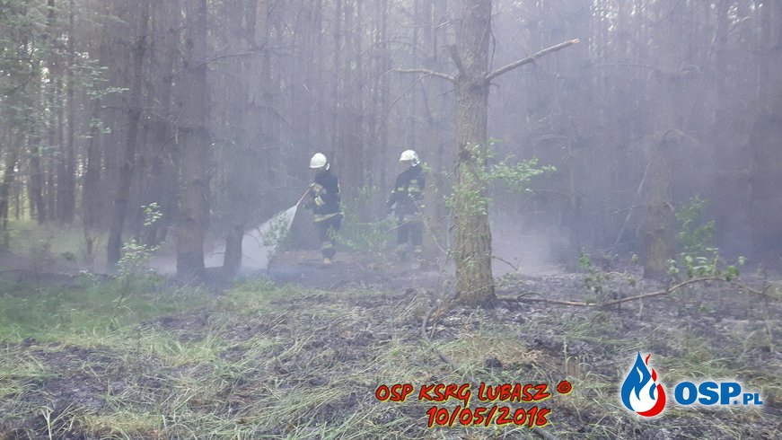 Pożar Lasu OSP Ochotnicza Straż Pożarna