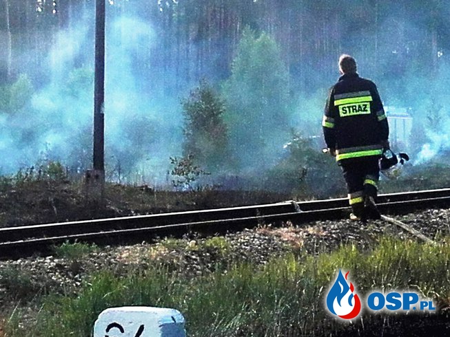 Pożar poszycia lasu i traw OSP Ochotnicza Straż Pożarna