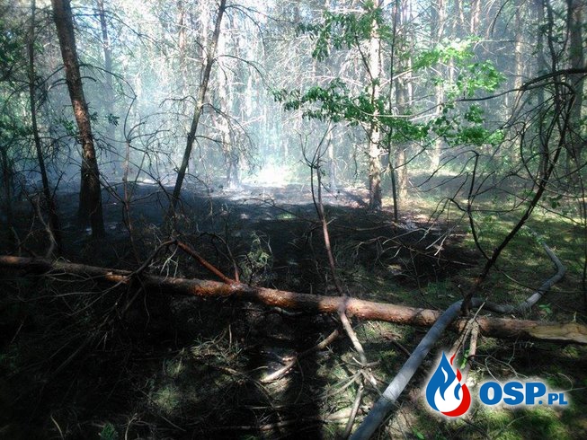 02.06.17 - Dwa pożary poszycia leśnego,połowa dnia spędzona w lesie. OSP Ochotnicza Straż Pożarna