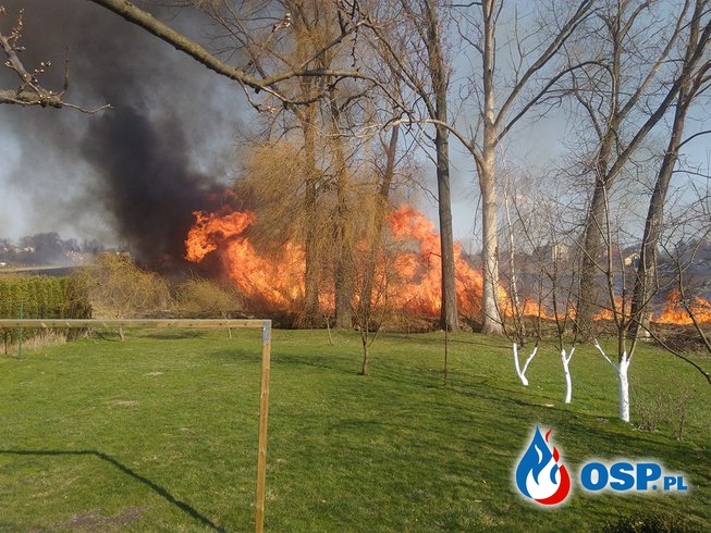 Pożar traw w rejonach Głuska OSP Ochotnicza Straż Pożarna