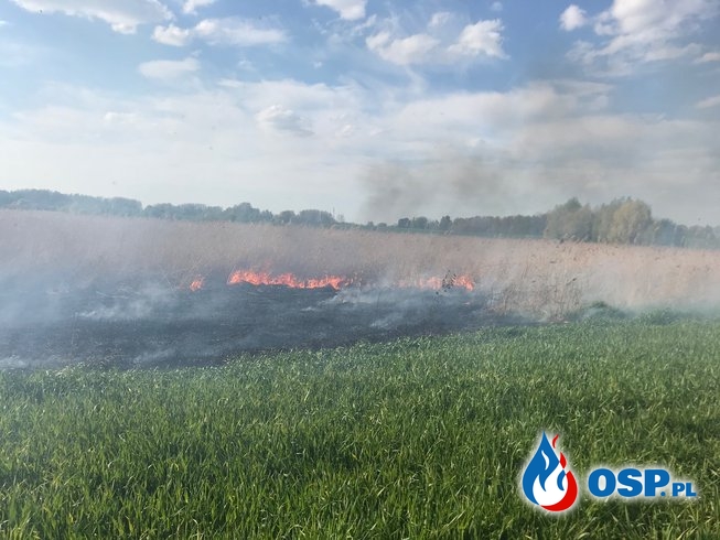 Drugi pożar nieużytków na lotnisku w Chojnie OSP Ochotnicza Straż Pożarna