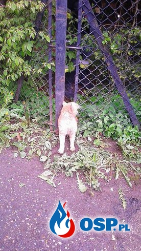 Uwięziony kot OSP Ochotnicza Straż Pożarna