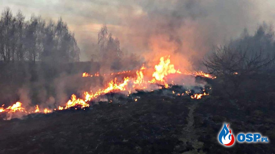 Pożar traw i lasów OSP Ochotnicza Straż Pożarna