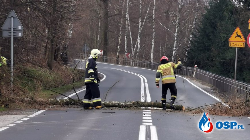 Usuwanie pochylonych drzew - Ryczów ul. Oświęcimska OSP Ochotnicza Straż Pożarna