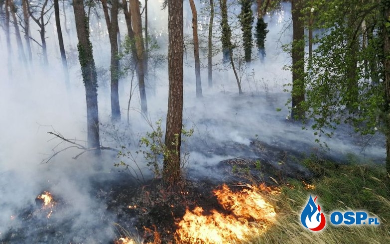 54/2019 Pożar lasu w Moryniu OSP Ochotnicza Straż Pożarna