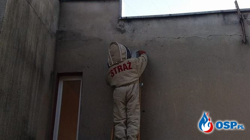 Gniazdo os na budynku szkolnym OSP Ochotnicza Straż Pożarna