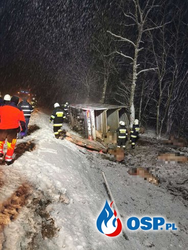 Wypadek ciężarówki przewożącej trzodę chlewną na Hucie OSP Ochotnicza Straż Pożarna