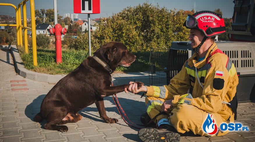 Emerytury dla psów w służbach ratowniczych. Prezydent RP podpisał ustawę. OSP Ochotnicza Straż Pożarna