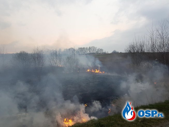 Ludzie wciąż podpalają nieużytki OSP Ochotnicza Straż Pożarna