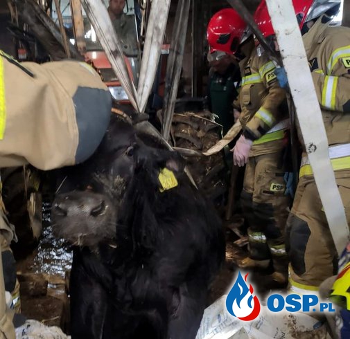 350-kilogramowy byk wpadł do szamba. Na ratunek ruszyli strażacy. OSP Ochotnicza Straż Pożarna
