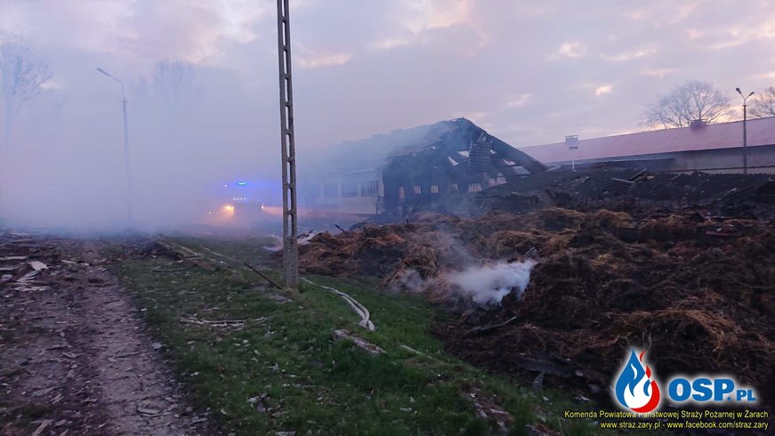 Ogromny pożar gospodarstwa w Dąbrowie Łużyckiej. W akcji 15 zastępów strażaków. OSP Ochotnicza Straż Pożarna