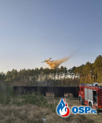 Stróżki – pożar poszycia leśnego OSP Ochotnicza Straż Pożarna