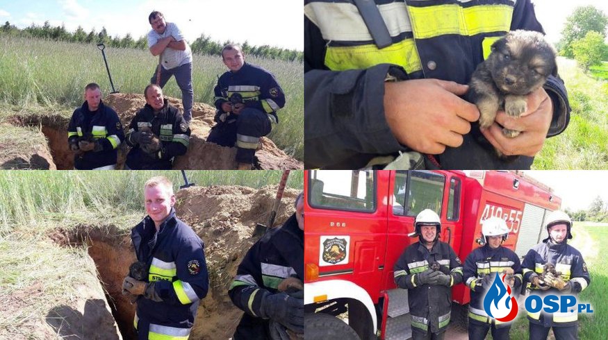7 szczeniaków zasypanych żywcem. Uratowali je strażacy z OSP Polik! OSP Ochotnicza Straż Pożarna