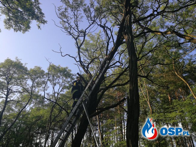 Drzewo nad drogą OSP Ochotnicza Straż Pożarna