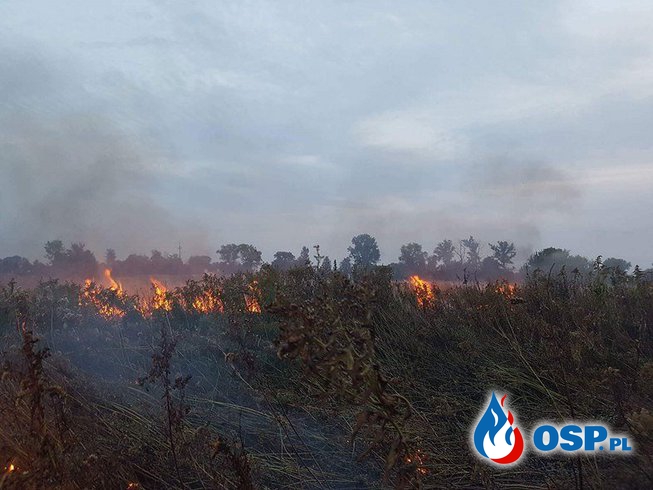 Pożar nieużytków w Odolanowie OSP Ochotnicza Straż Pożarna