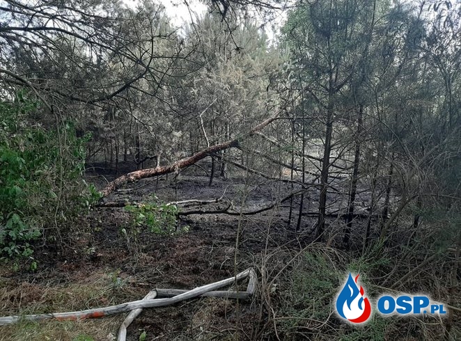 Pożar lasu Nowe Miasto OSP Ochotnicza Straż Pożarna