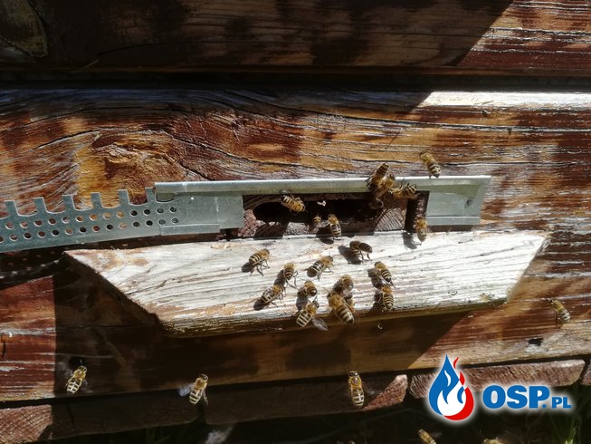  Uratowany kolejny rój pszczół OSP Ochotnicza Straż Pożarna