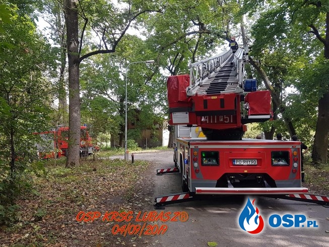 Powalone drzewo oraz zwisający konar OSP Ochotnicza Straż Pożarna