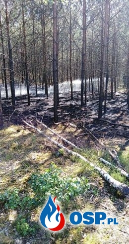 Smolnica – pożar lasu OSP Ochotnicza Straż Pożarna