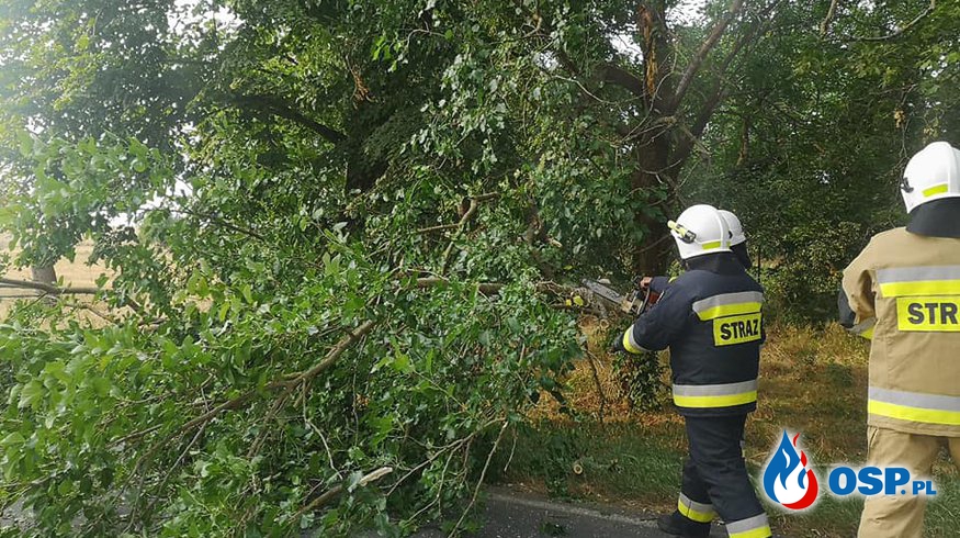 DW 137 - złamany konar powalony blokował jezdnię OSP Ochotnicza Straż Pożarna