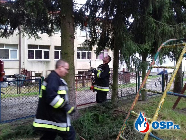Suche gałęzie przy punkcie przedszkolnym. OSP Ochotnicza Straż Pożarna