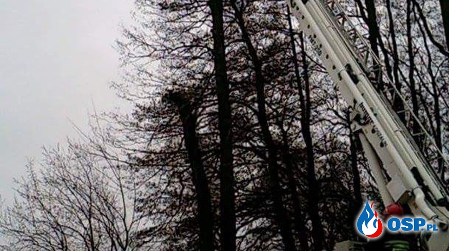 Konary drzew nad jezdnią OSP Ochotnicza Straż Pożarna