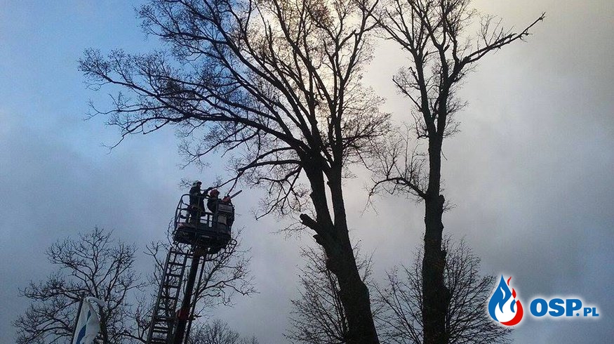 Drzewo zagrażające zawaleniem OSP Ochotnicza Straż Pożarna
