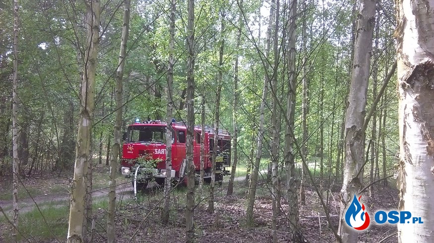 Kolejny pożar poszycia leśnego.... OSP Ochotnicza Straż Pożarna