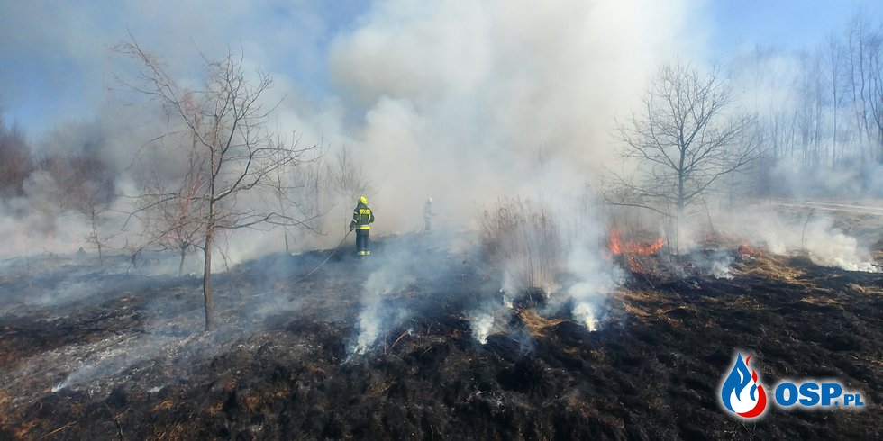 Duży pożar traw i lasu w Zręcinie przy ul. Jesionowej OSP Ochotnicza Straż Pożarna