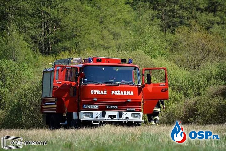 Pożar Trzciny zagrożenie dla lasu. !!! OSP Ochotnicza Straż Pożarna