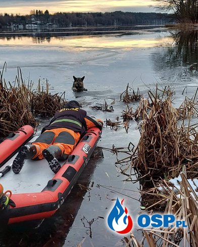 Pies utknął na zamarzniętym jeziorze. Strażacy z OSP Czaplinek ruszyli z pomocą. OSP Ochotnicza Straż Pożarna