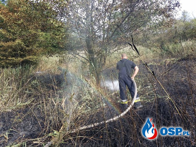 Pożar suchej trawy i trzcin w Prężynie OSP Ochotnicza Straż Pożarna
