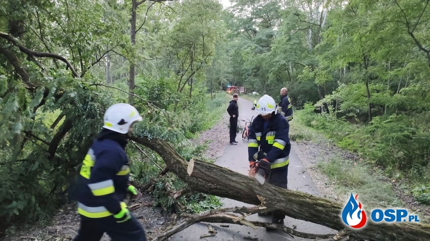 102/2019 Drzewo zablokowało ścieżkę rowerową OSP Ochotnicza Straż Pożarna