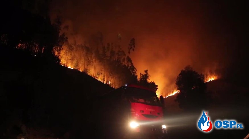 Pół miliona hektarów lasów spłonęło w Chile. Trwa ogromna akcja gaśnicza! OSP Ochotnicza Straż Pożarna