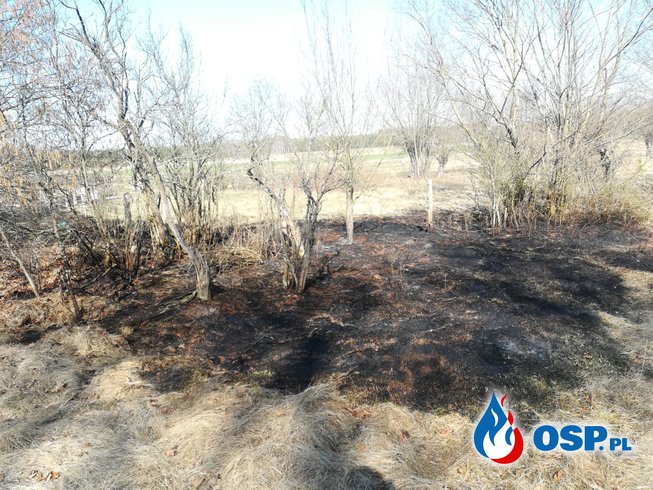 Pożar traw na Śródborzu OSP Ochotnicza Straż Pożarna