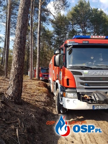 Pożar lasu na granicy dwóch powiatów OSP Ochotnicza Straż Pożarna