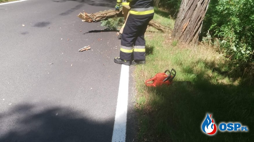 Ranny łabędź i drzewo na drodze. OSP Ochotnicza Straż Pożarna