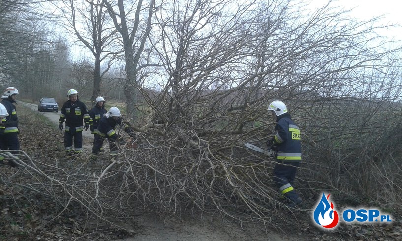Przewrócone Drzewo! OSP Ochotnicza Straż Pożarna