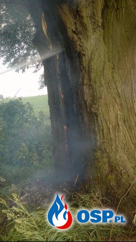 Pożar drzewa Żukowo OSP Ochotnicza Straż Pożarna