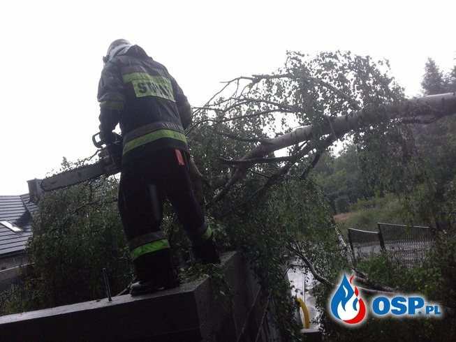 Powalone drzewa - ul. Harcerska w Wygiełzowie OSP Ochotnicza Straż Pożarna