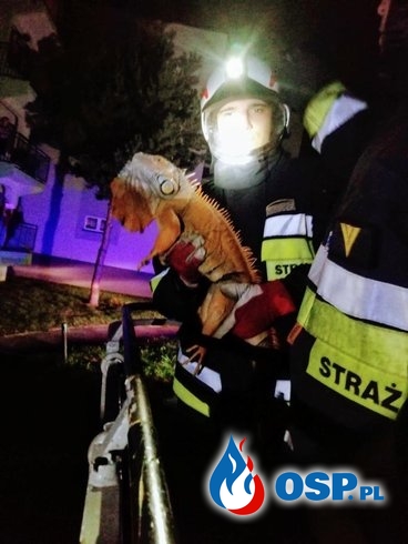 Strażacy ściągali z drzewa... legwana. "Nie pasowało mu życie w bloku". OSP Ochotnicza Straż Pożarna