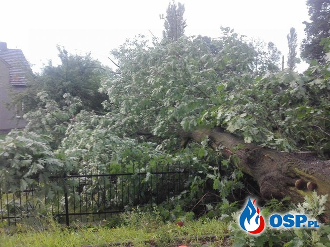 10,08,2017 przewrócone drzewo OSP Ochotnicza Straż Pożarna